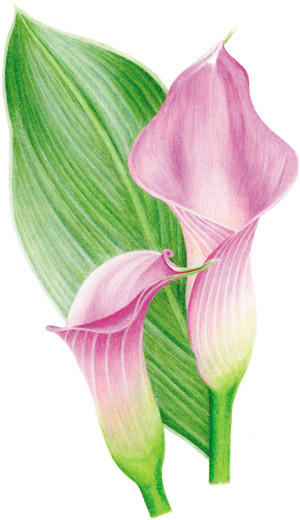 Featured image of post Colored Pencil Flower Tutorial - Daydreams coloring book | coloring with colored pencils.