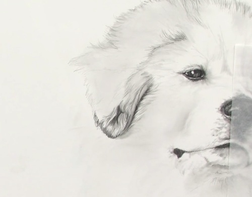 Pet Portrait Drawing Techniques How To Draw Dogs