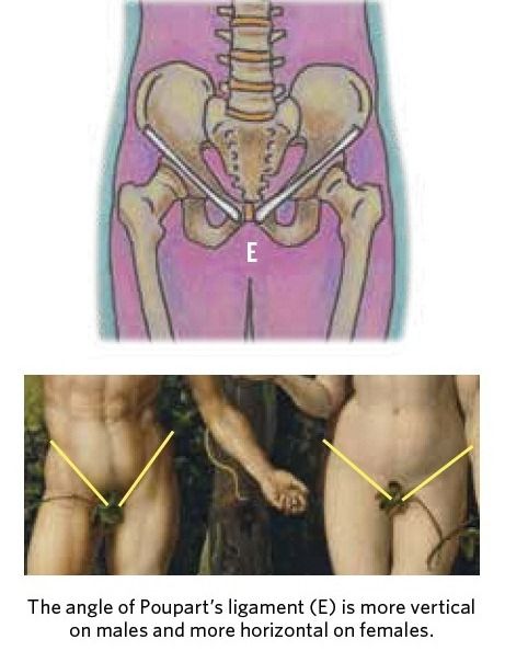 Hips male with female Differences Between