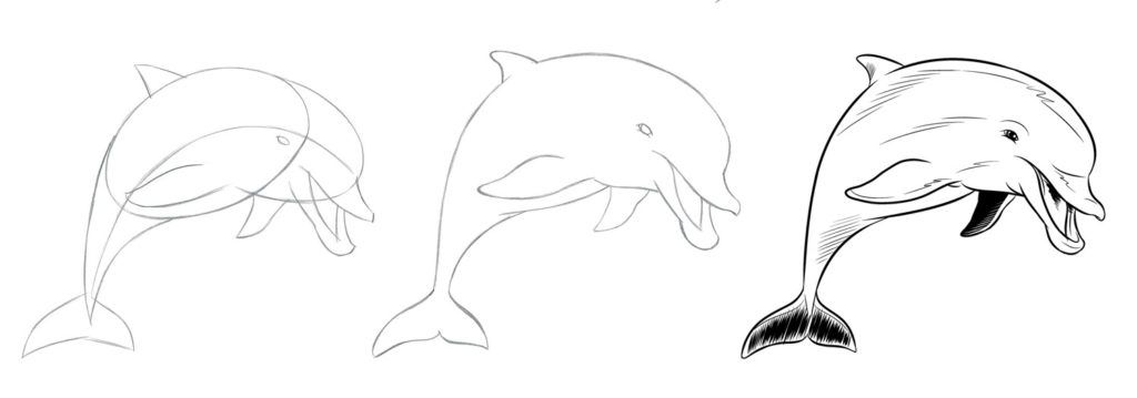 how to draw animals: Dolphin_Combined-copy