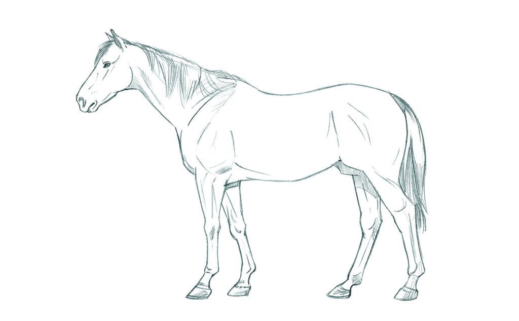 how to draw animals: horse final drawing
