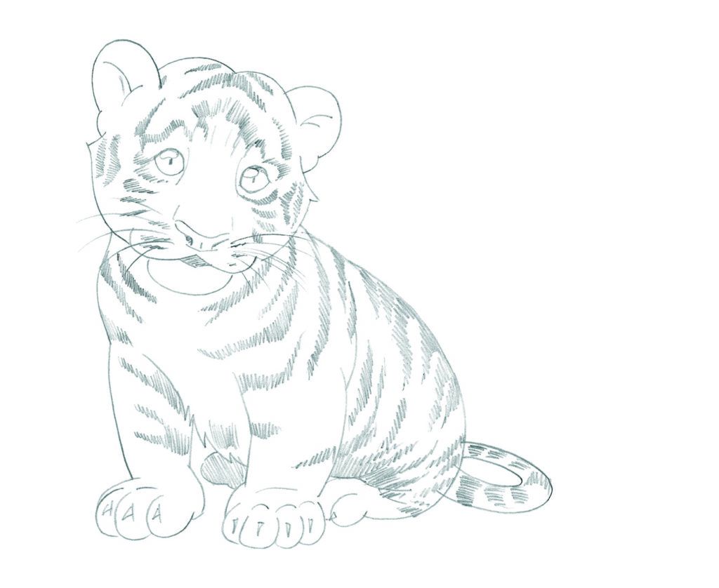 how to draw animals Tiger_6 copy