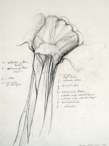 Drawing Basics: Understanding Anatomy of the Arm | Artists Network