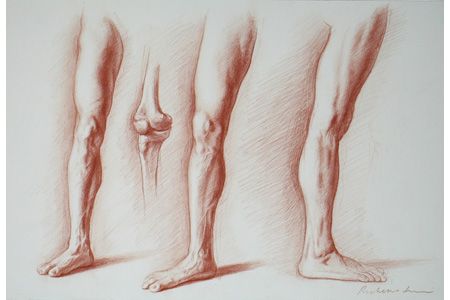 set of 4 Anatomy Leg Prints
