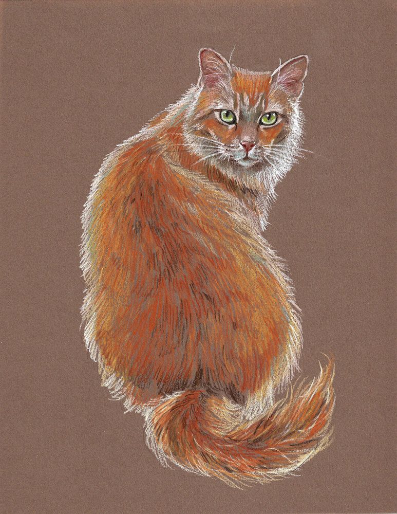 Draw the Perfect Cat with These Easy Colored Pencil Tips