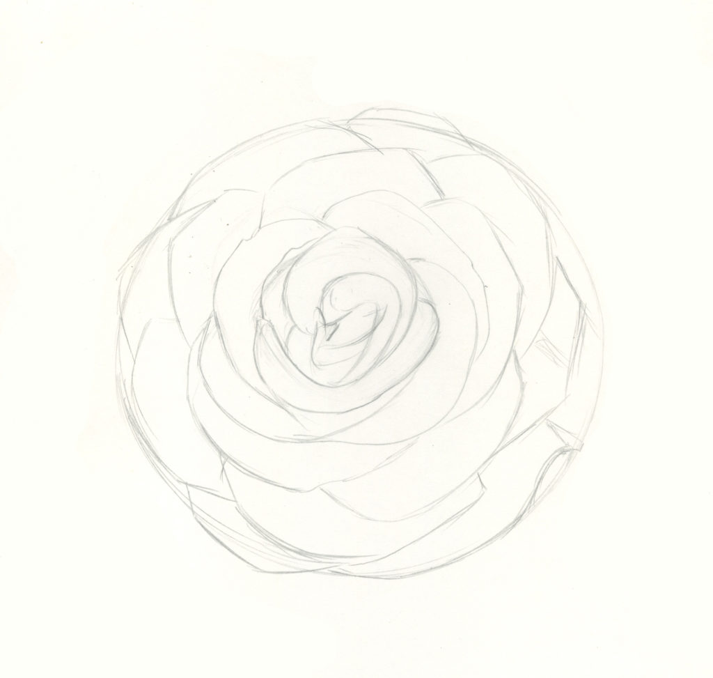 how to draw roses step 5