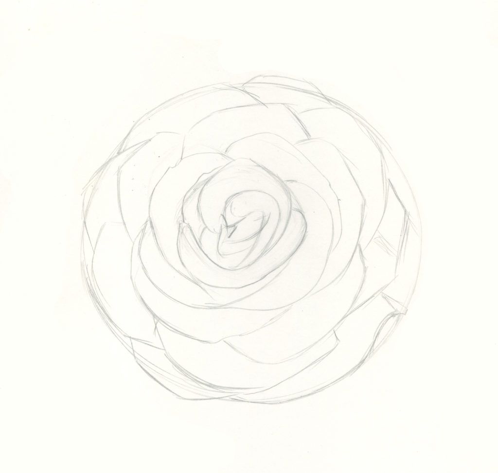 How To Draw Roses An Easy And Complete Step By Step Drawing Demo