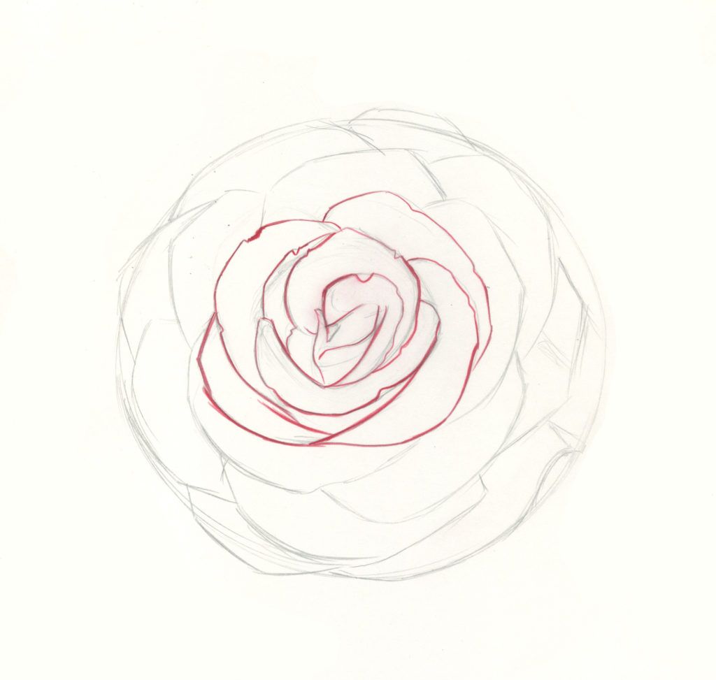 how to draw roses step 7