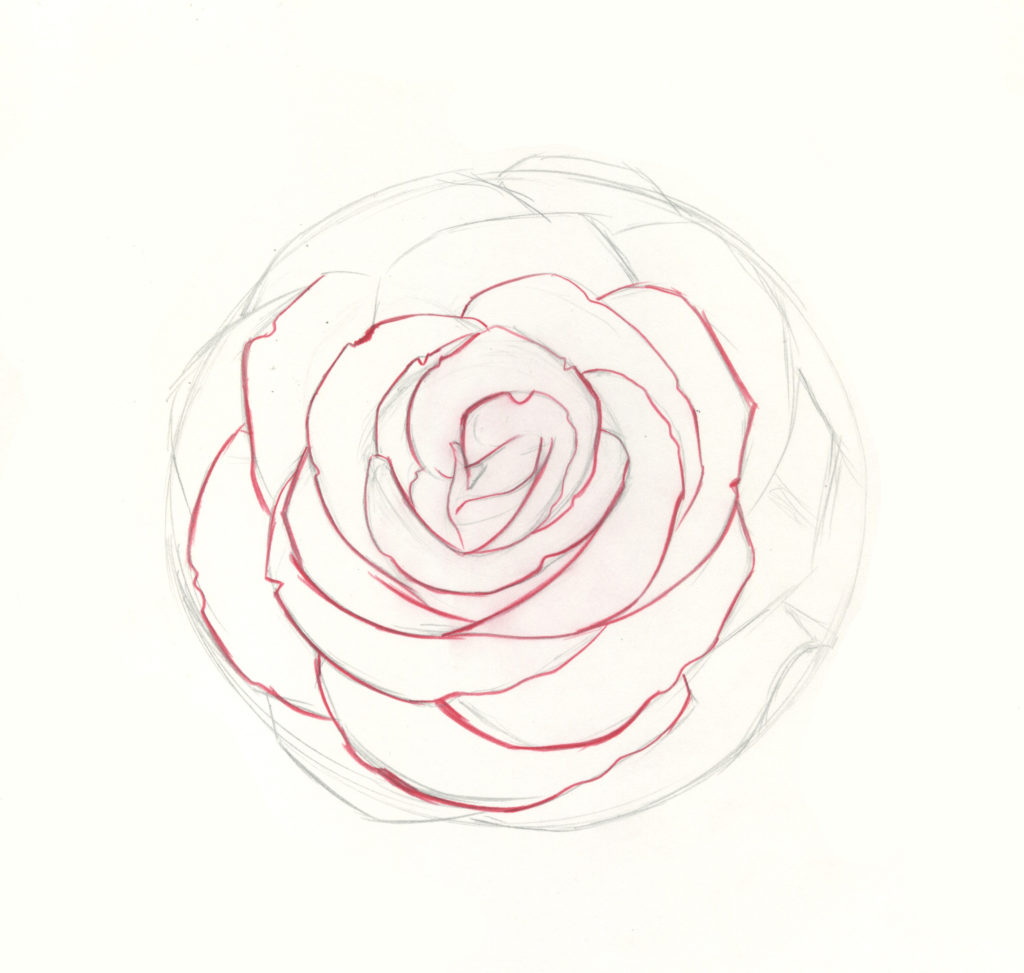 how to draw roses step 8
