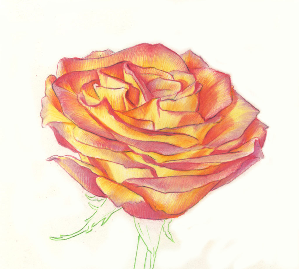 Drawing Roses In Graphite Pencil And Colored Pencil Color pencil drawings are a fantastic medium to work on. drawing roses in graphite pencil and