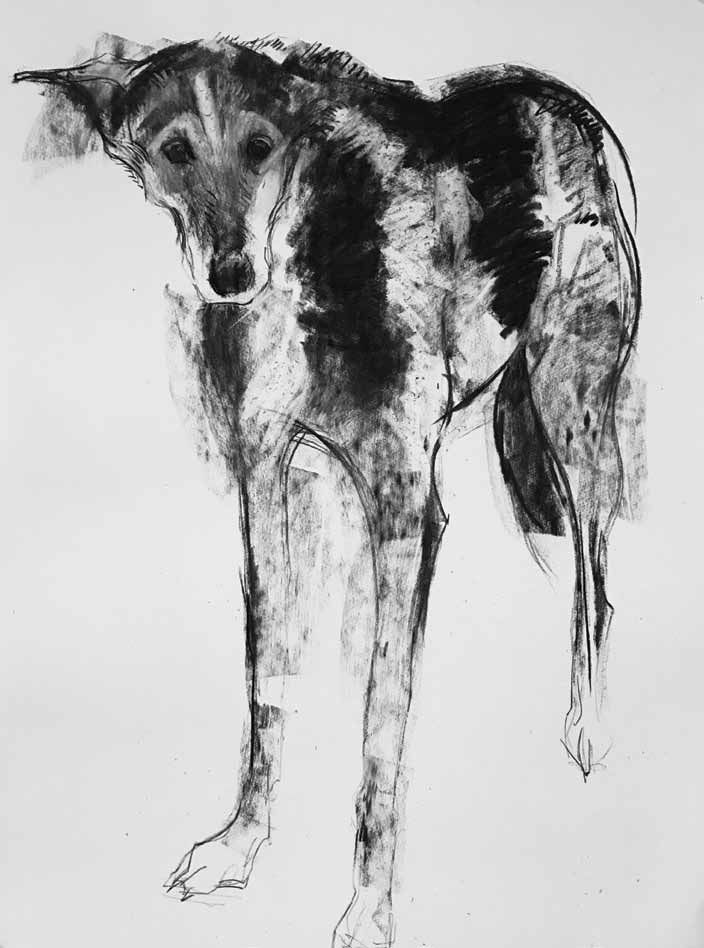 A Dog a Day by Sally Muir: Dino